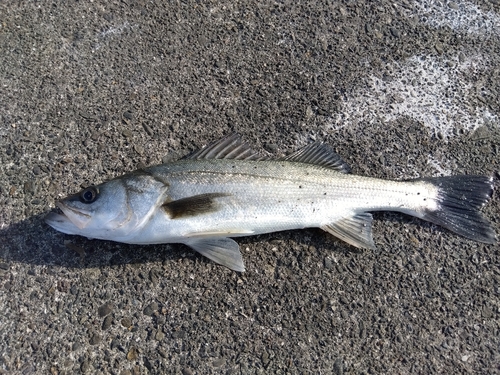 スズキの釣果