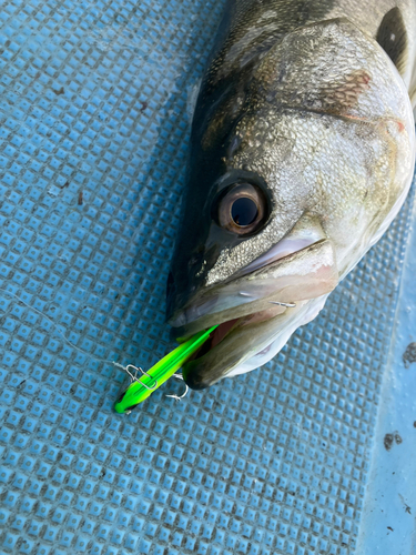 シーバスの釣果