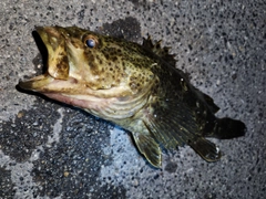 タケノコメバルの釣果