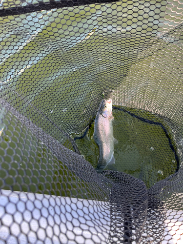 ニジマスの釣果