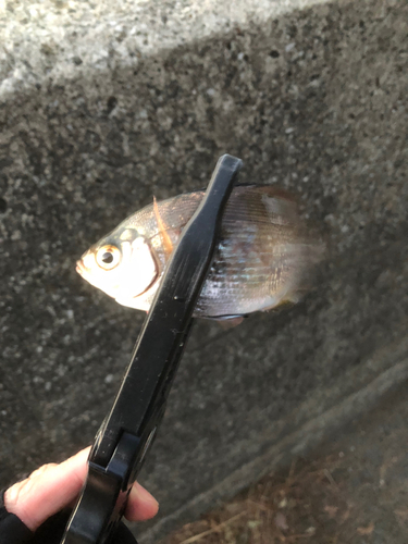 ウミタナゴの釣果