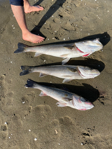 シーバスの釣果