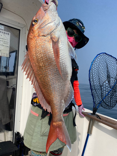 マダイの釣果