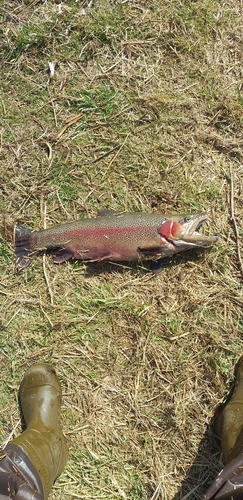 ニジマスの釣果