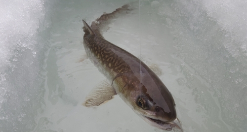 アメマスの釣果