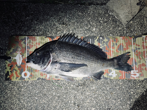 クロダイの釣果