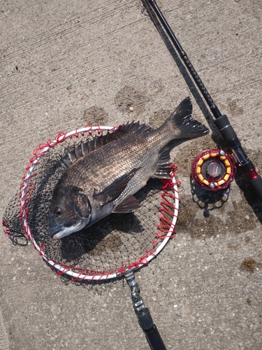 クロダイの釣果