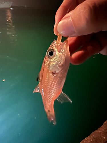 ネンブツダイの釣果