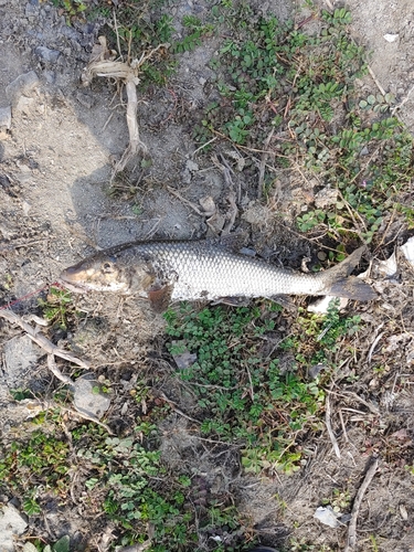 ニゴイの釣果