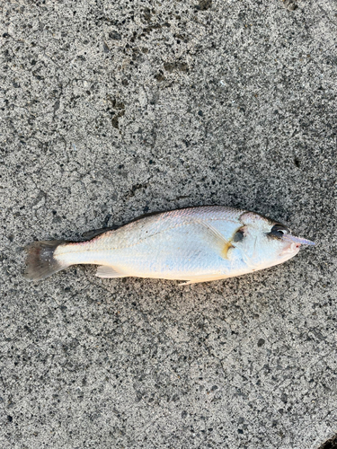 ニベの釣果