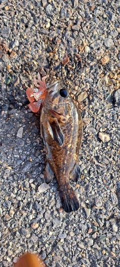 クロソイの釣果