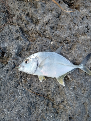 ギンガメアジの釣果