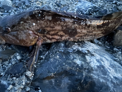 アイナメの釣果