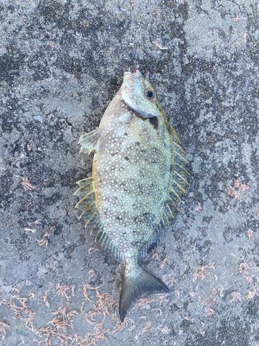 アイゴの釣果