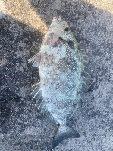 アイゴの釣果