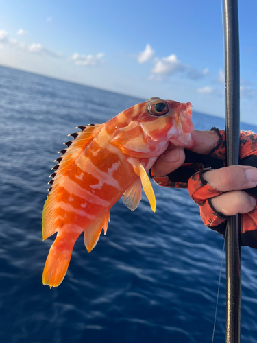 アカハタの釣果