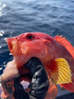 オジロバラハタの釣果