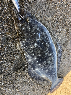 ヒラメの釣果