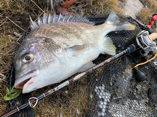 キビレの釣果