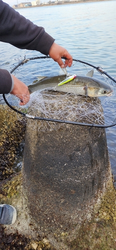 ボラの釣果