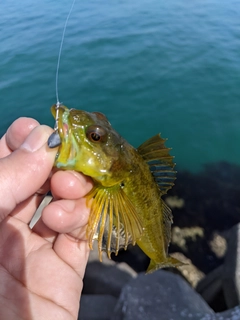 アナハゼの釣果