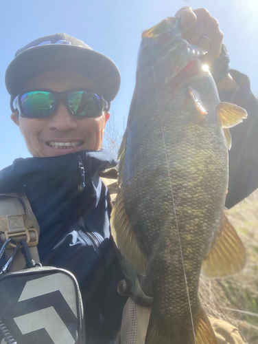 スモールマウスバスの釣果