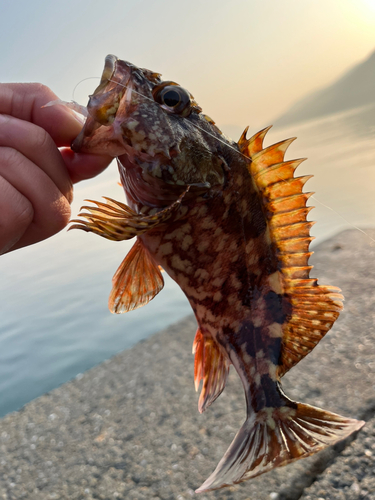 カサゴの釣果