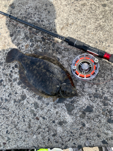 カレイの釣果