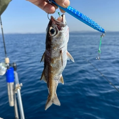 ムツの釣果