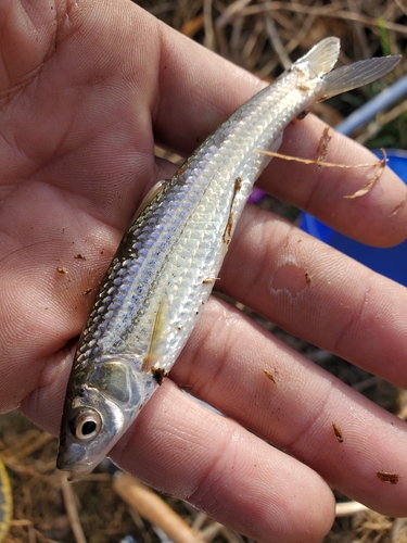 ホンモロコの釣果