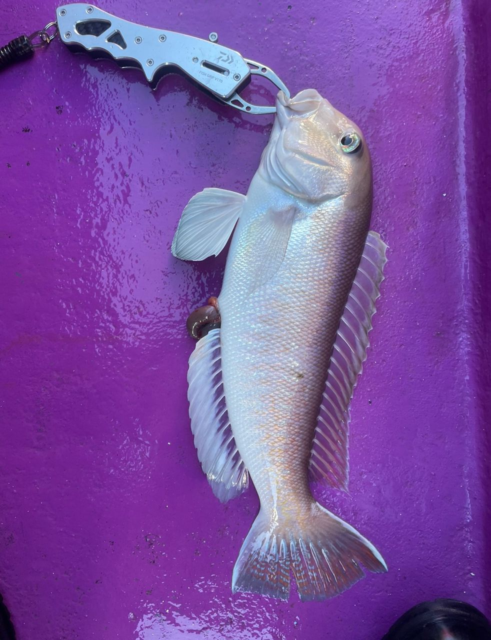 海斗。angler.さんの釣果 2枚目の画像