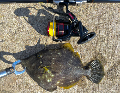 カワハギの釣果