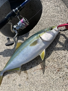 ハマチの釣果