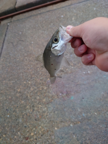 セイゴ（ヒラスズキ）の釣果