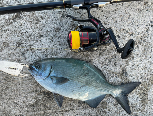 ミナミイスズミの釣果