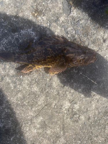 タケノコメバルの釣果