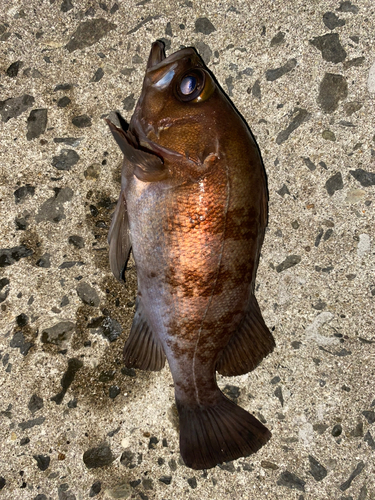 メバルの釣果