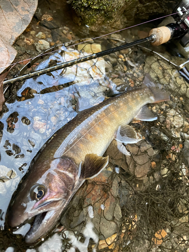 イワナの釣果