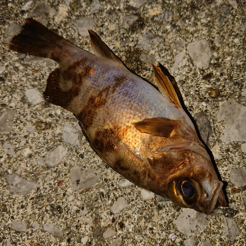 メバルの釣果