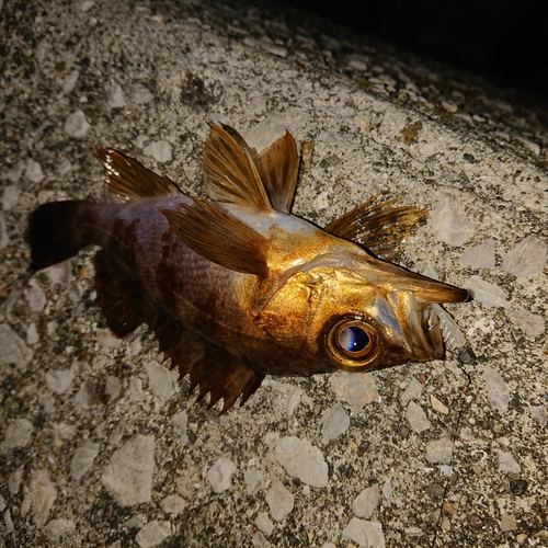 メバルの釣果