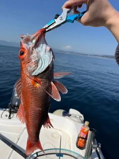 アカムツの釣果