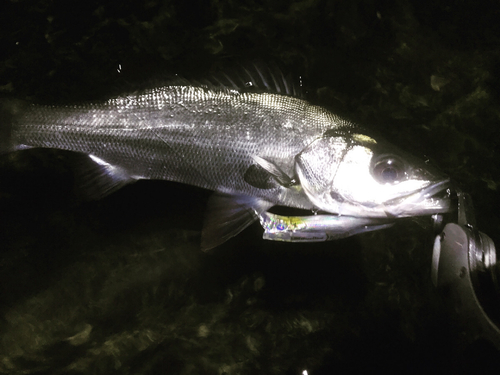 スズキの釣果