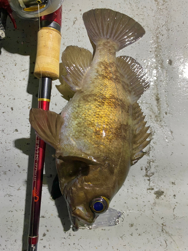 シロメバルの釣果