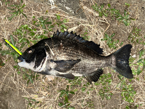 チヌの釣果