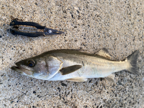 マルスズキの釣果