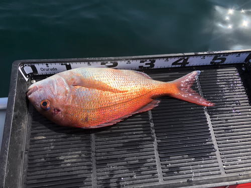 マダイの釣果