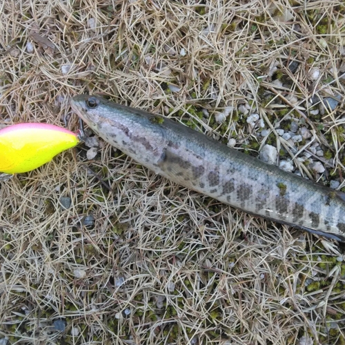 ライギョの釣果