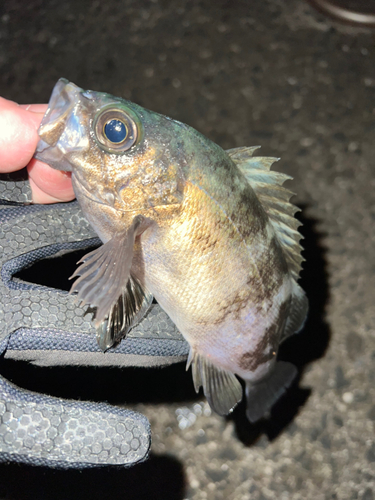 メバルの釣果