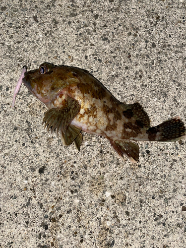 アラカブの釣果