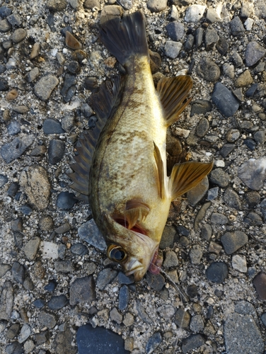 メバルの釣果